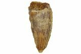 Serrated, Raptor Tooth - Real Dinosaur Tooth #255871-1